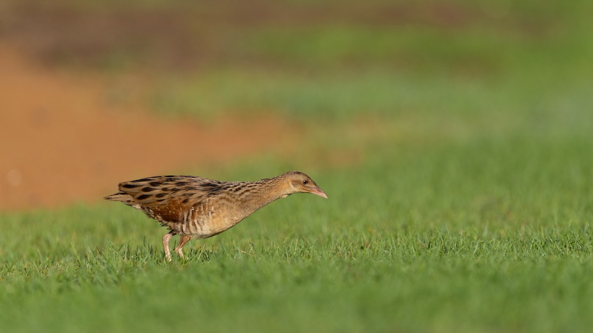 מלכישליו חלודי - ML645116682