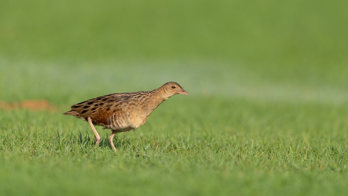 מלכישליו חלודי - ML645116683