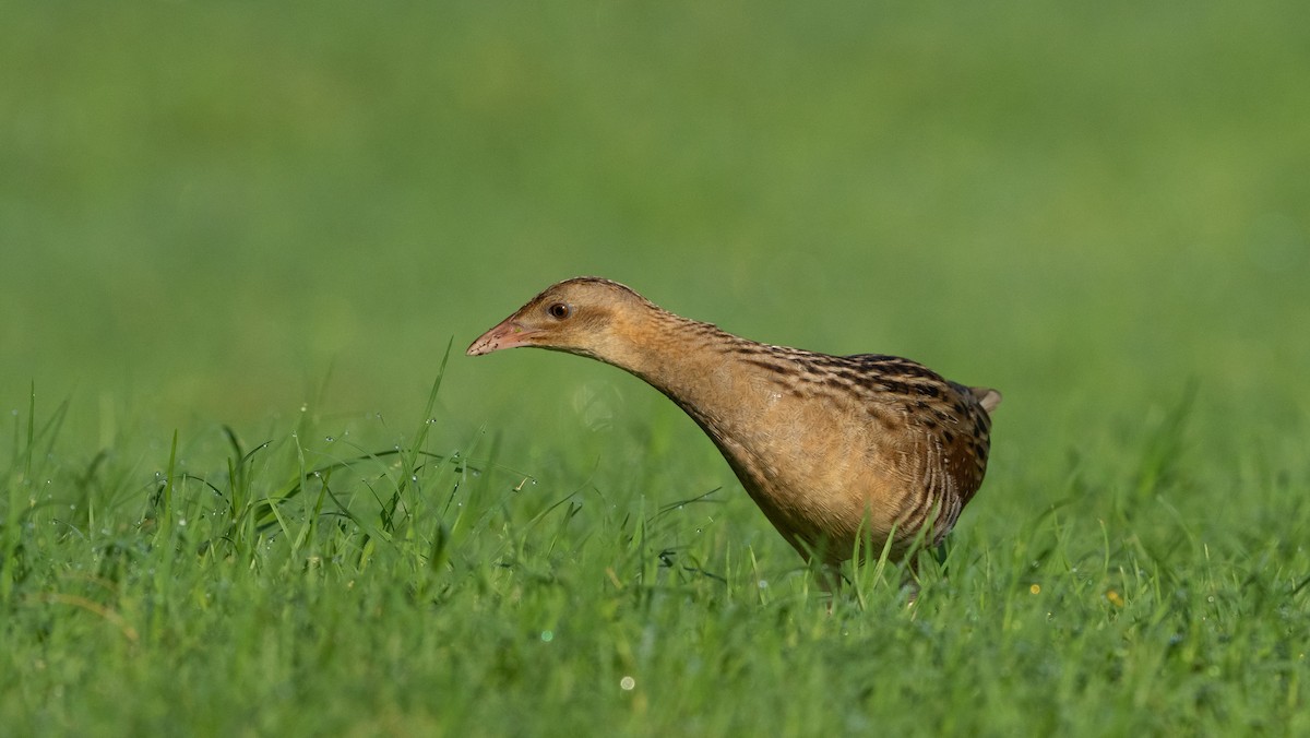 מלכישליו חלודי - ML645116684