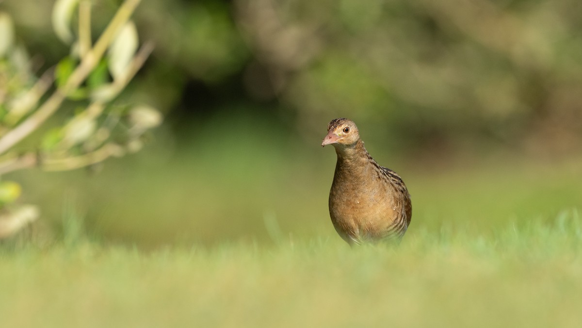 מלכישליו חלודי - ML645116689