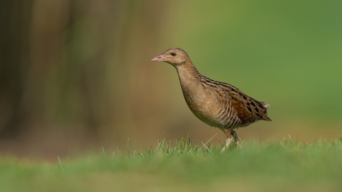 מלכישליו חלודי - ML645116692