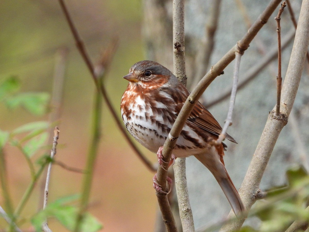 Fox Sparrow - ML645116715