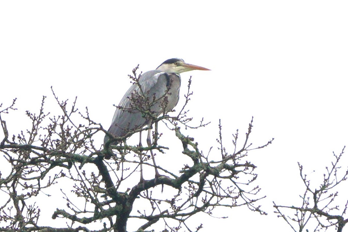 אנפה אפורה - ML645116719