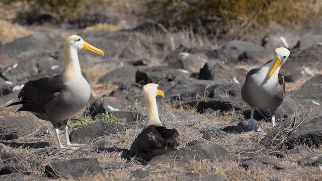 Waved Albatross - ML645116720