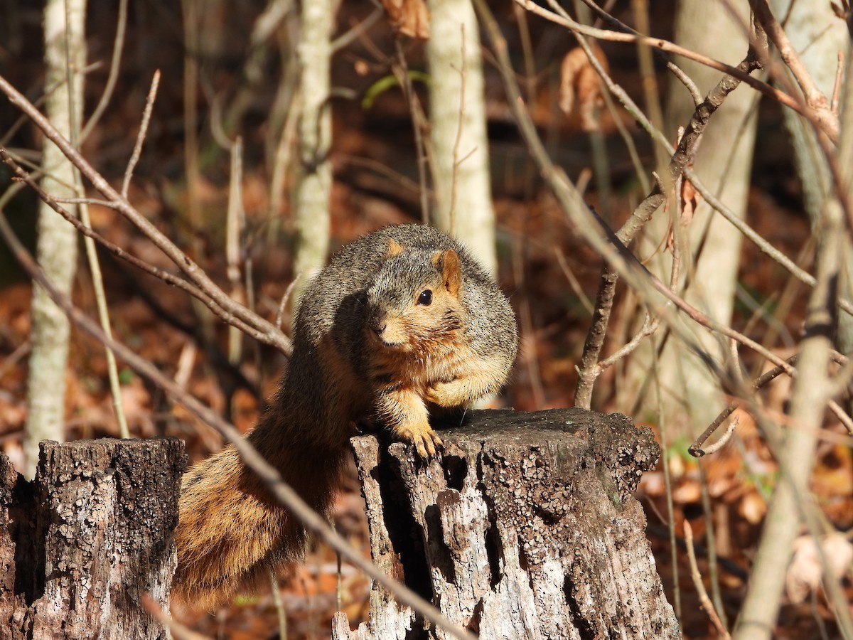 Animals - ML645116727