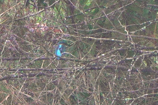 שלדג גמדי - ML645116728