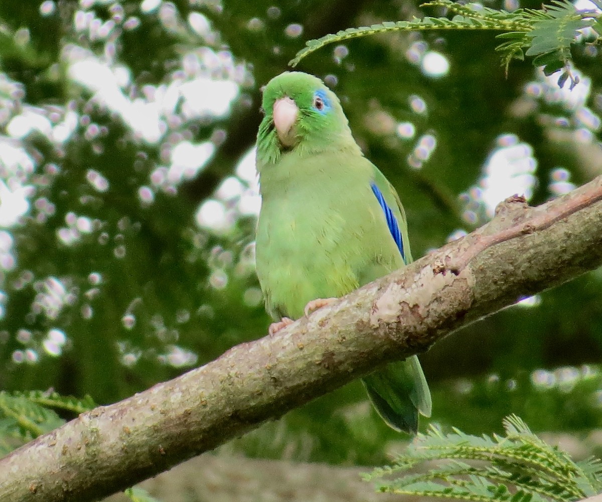 Spectacled Parrotlet - ML645116733
