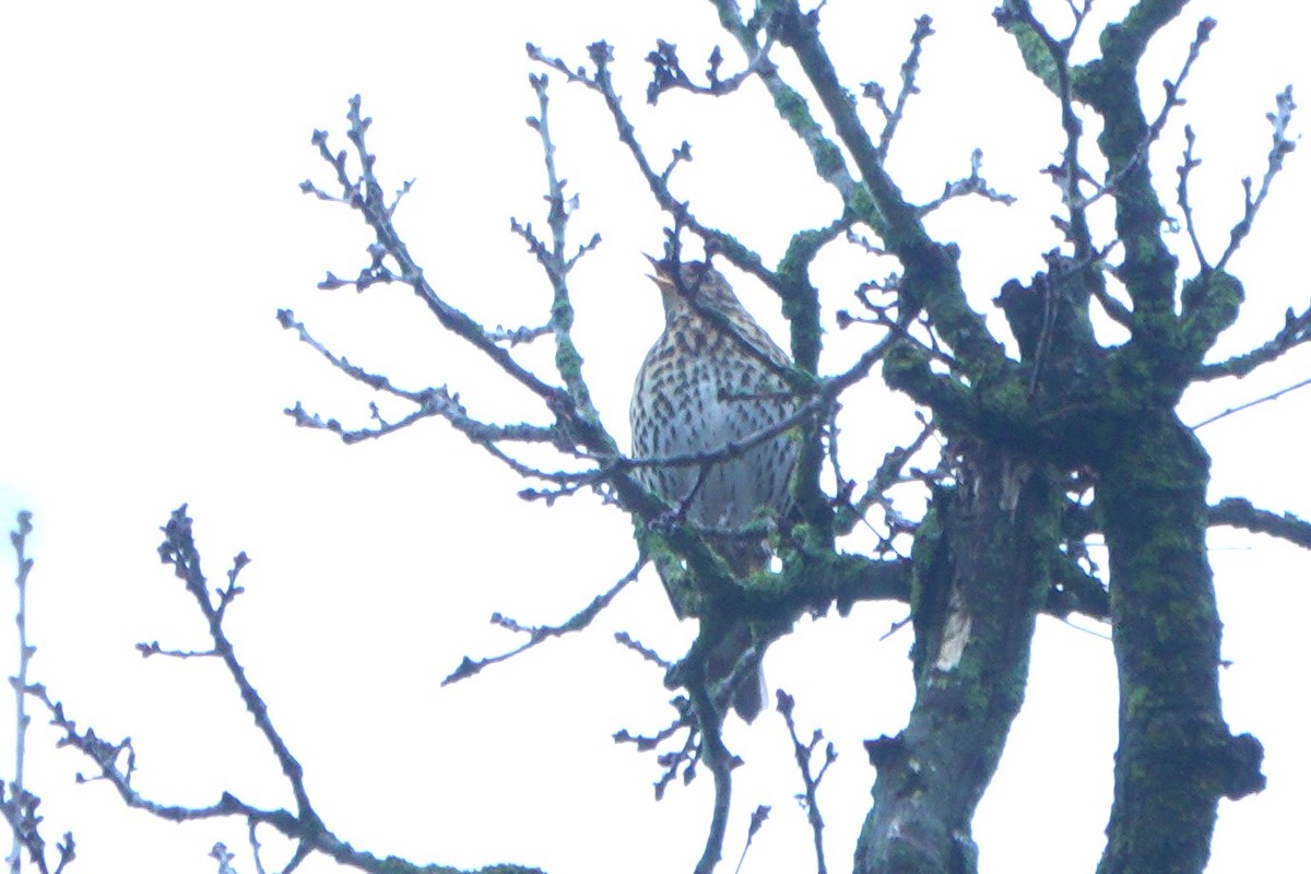 קיכלי רונן - ML645116735
