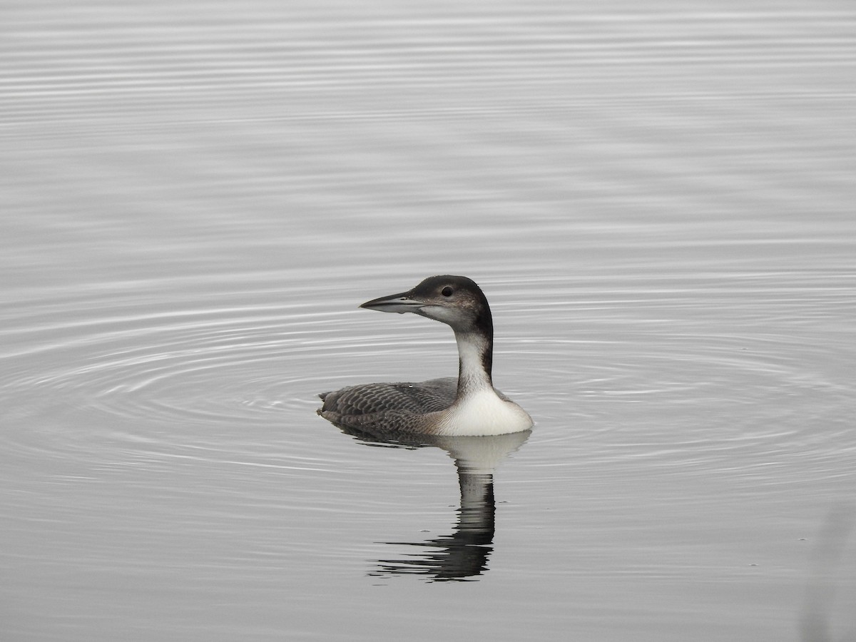Common Loon - ML645116737