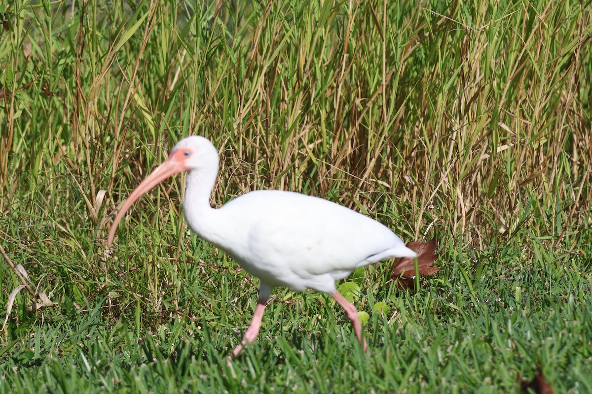 White Ibis - ML645116738