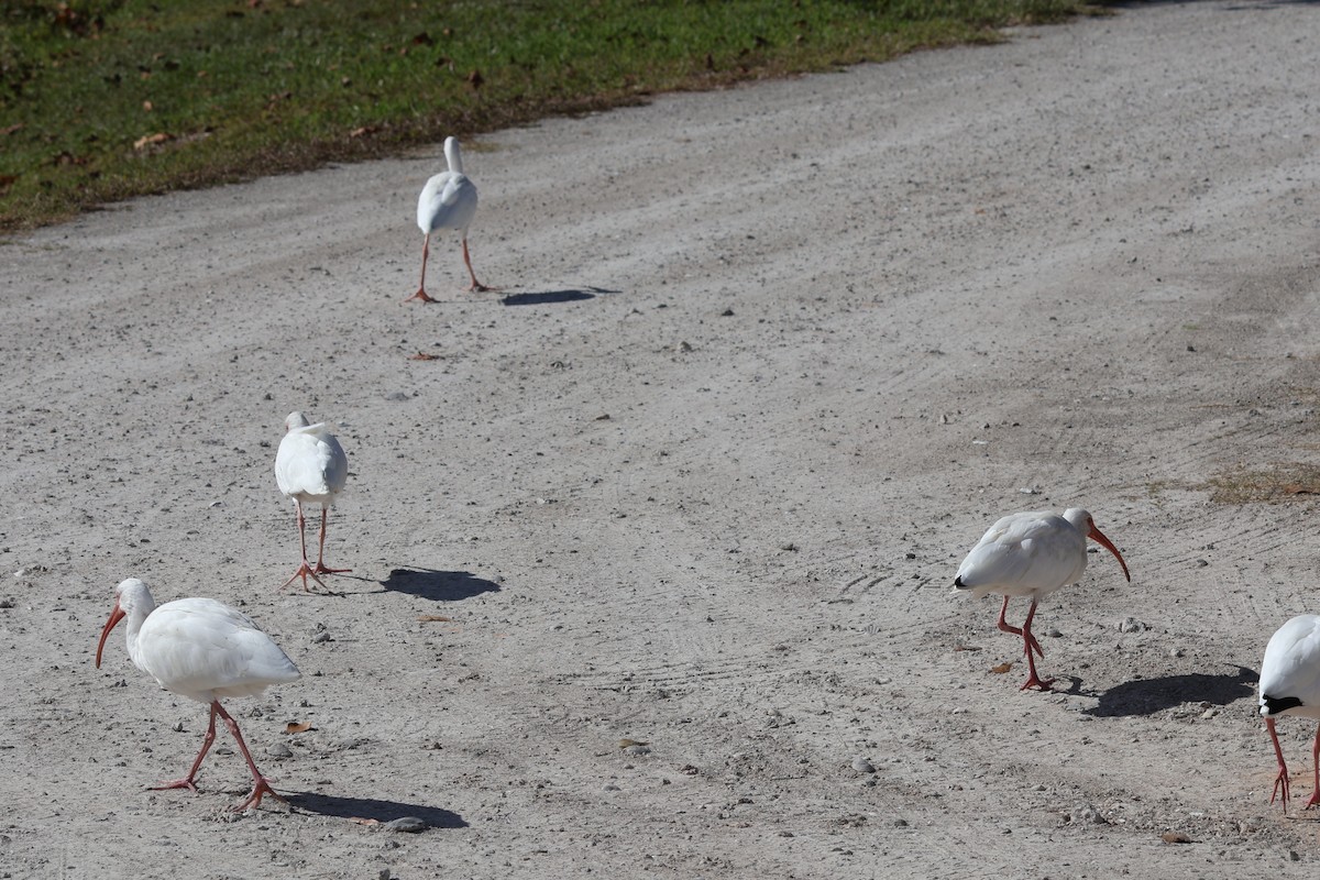 White Ibis - ML645116739