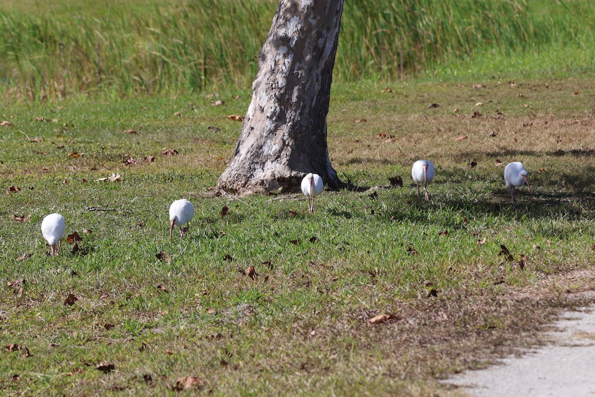 White Ibis - ML645116741