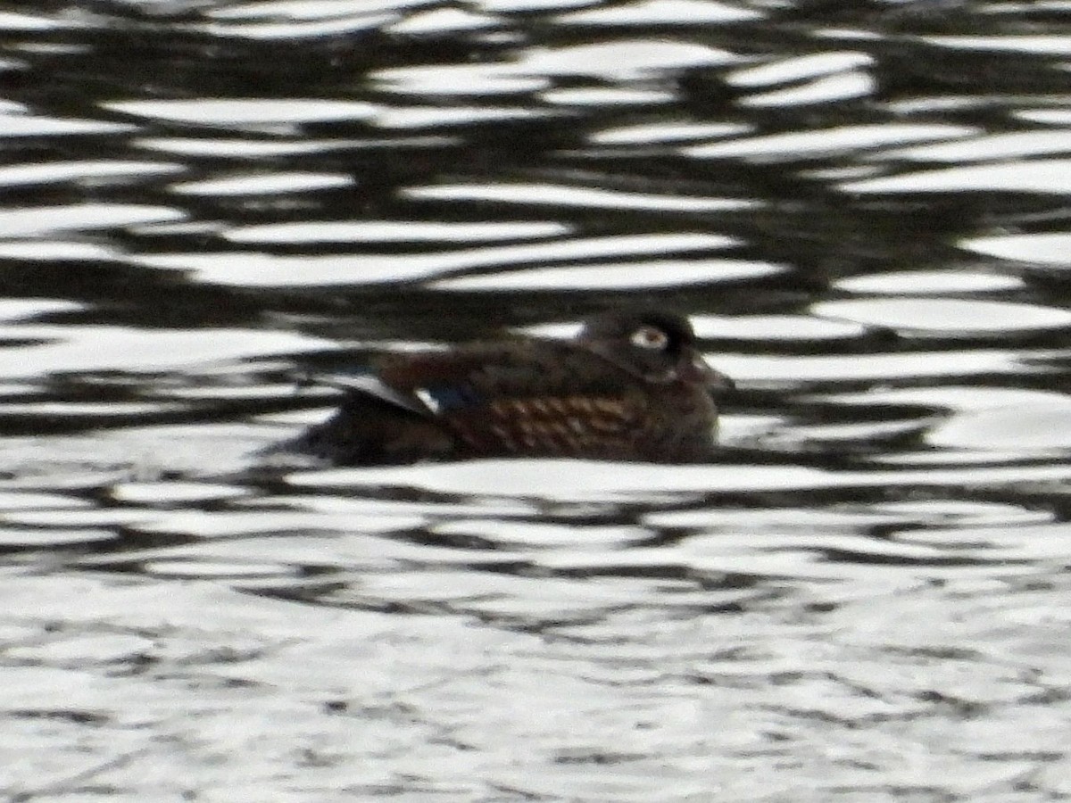 Wood Duck - ML645116742