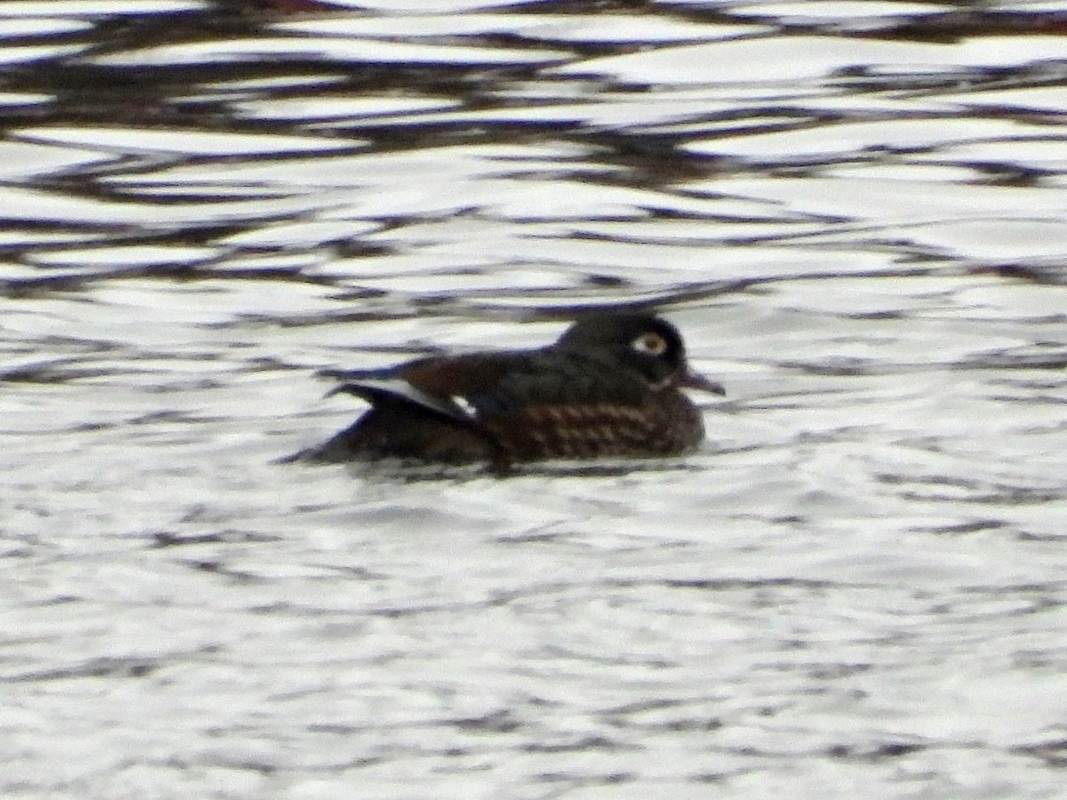 Wood Duck - ML645116743