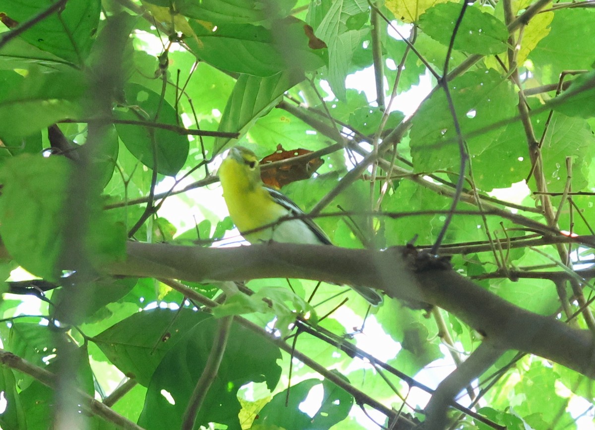 Yellow-throated Vireo - ML645116744
