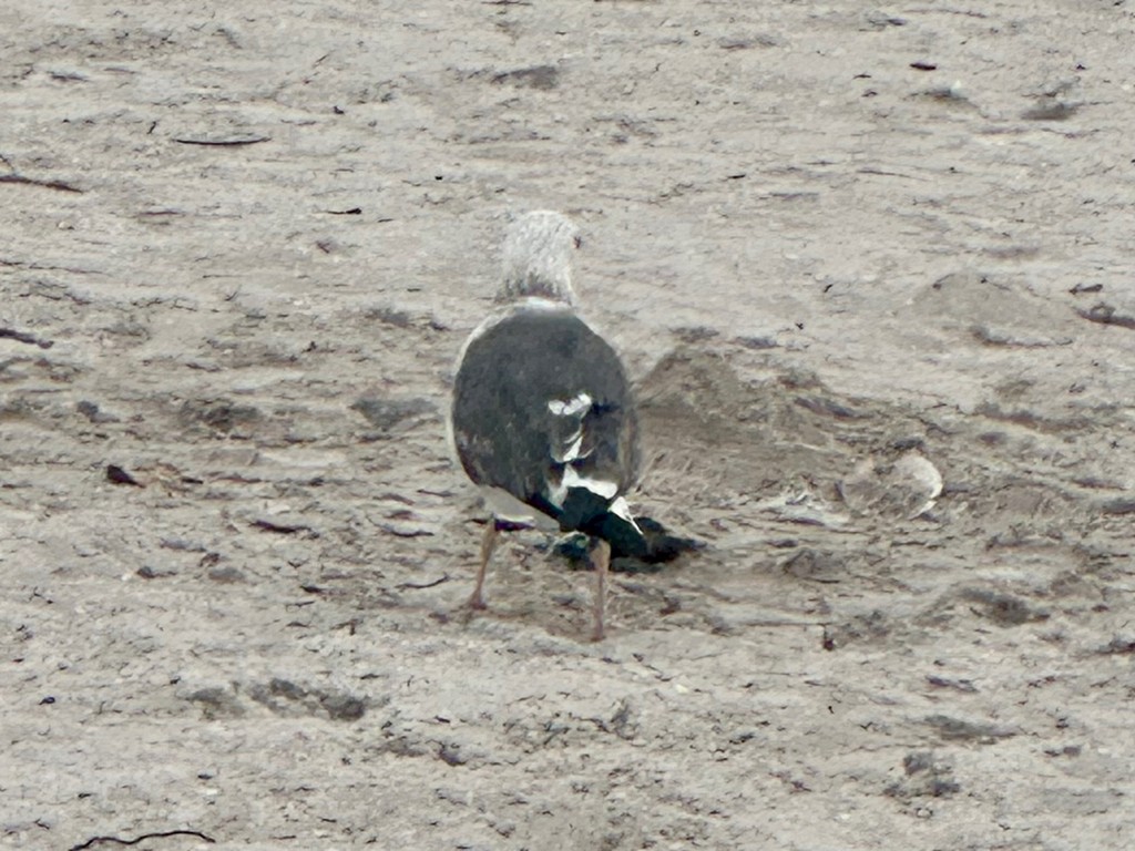 ニシセグロカモメ - ML645116751