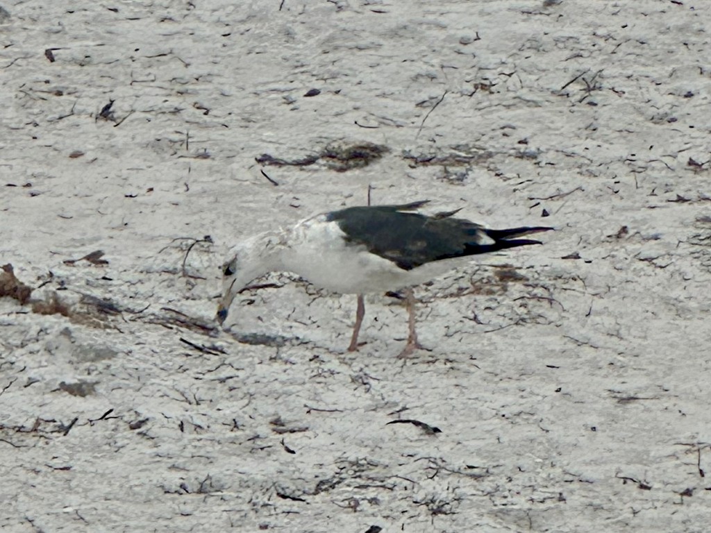 ニシセグロカモメ - ML645116752