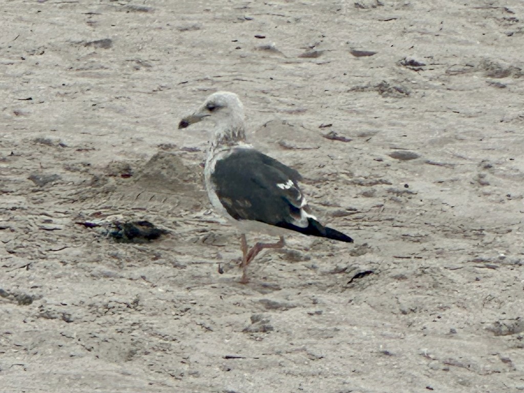 ニシセグロカモメ - ML645116753