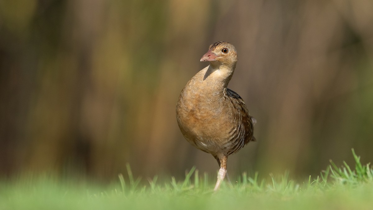מלכישליו חלודי - ML645116761