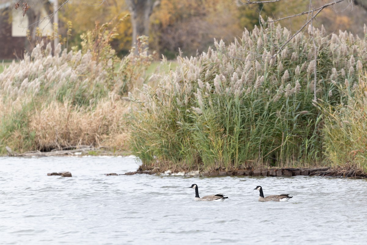 berneška velká - ML645116762