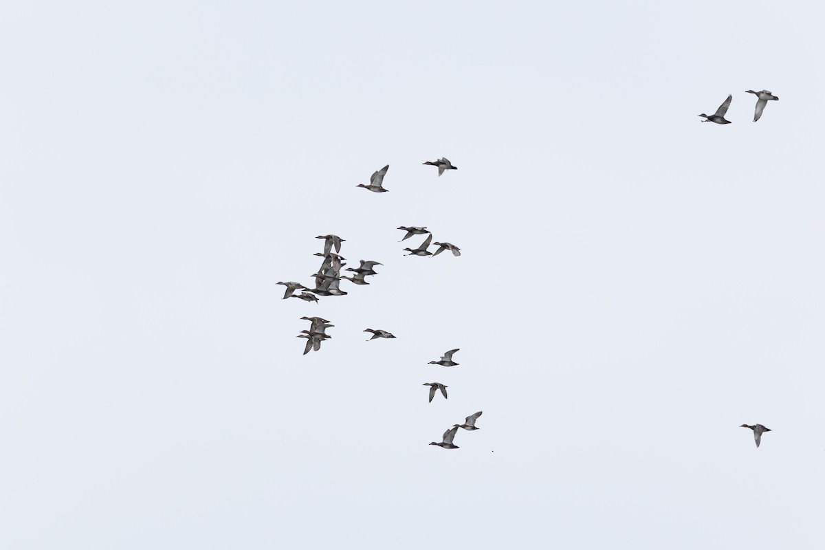 Ipar-ahatea - ML645116764