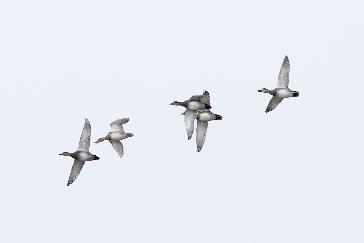 Ipar-ahatea - ML645116768