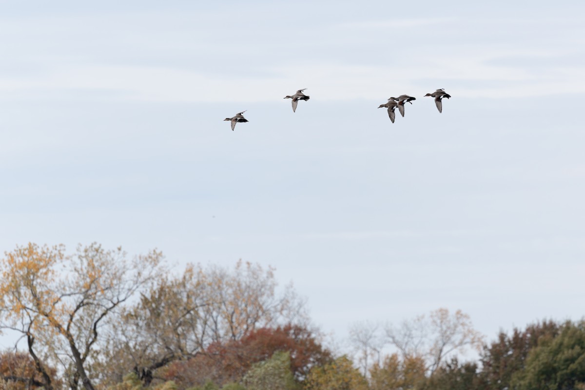 Ipar-ahatea - ML645116772