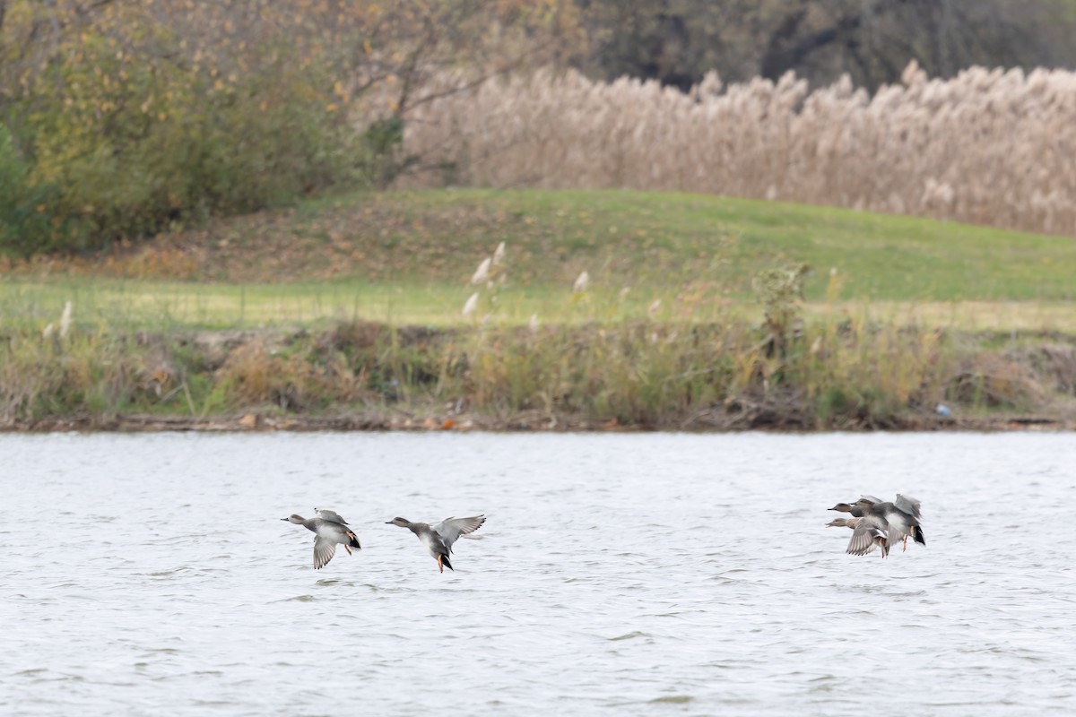 Ipar-ahatea - ML645116779