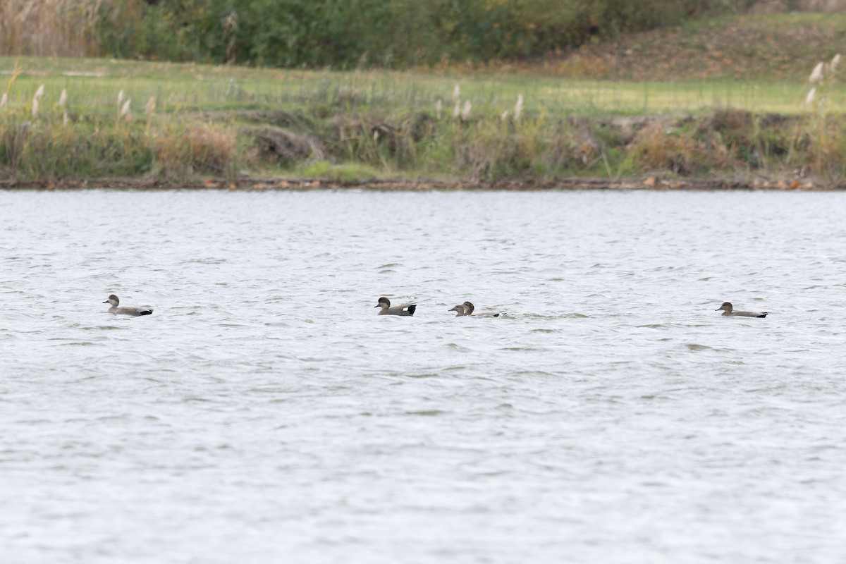 Ipar-ahatea - ML645116787