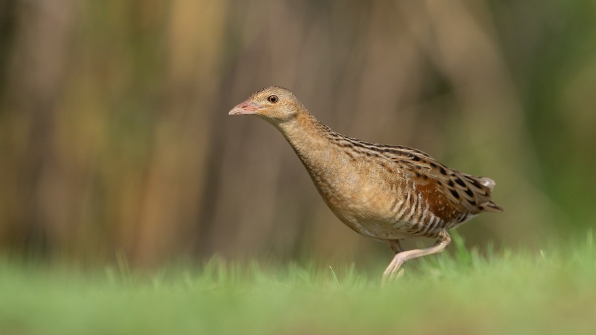 מלכישליו חלודי - ML645116788