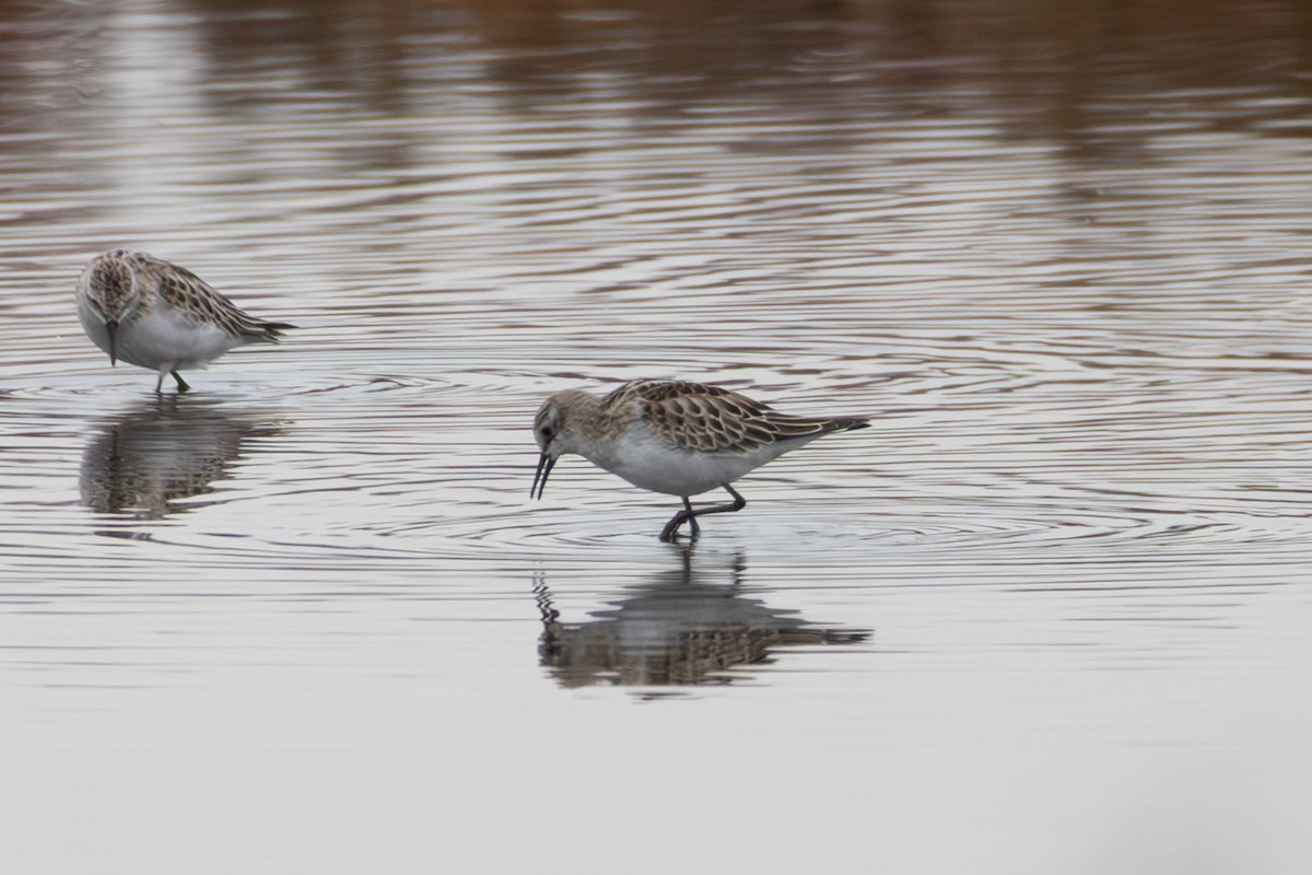 Little Stint - ML645116792