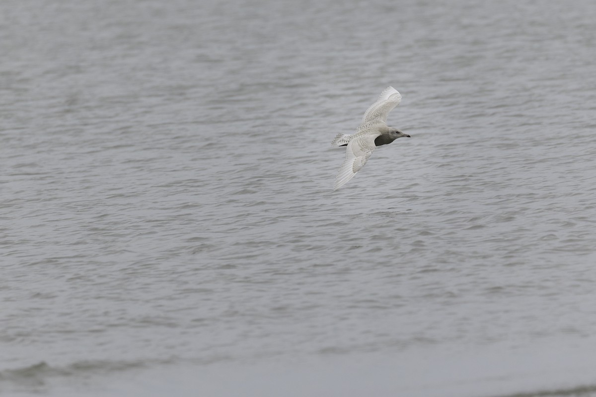 Gavión Hiperbóreo - ML645116796