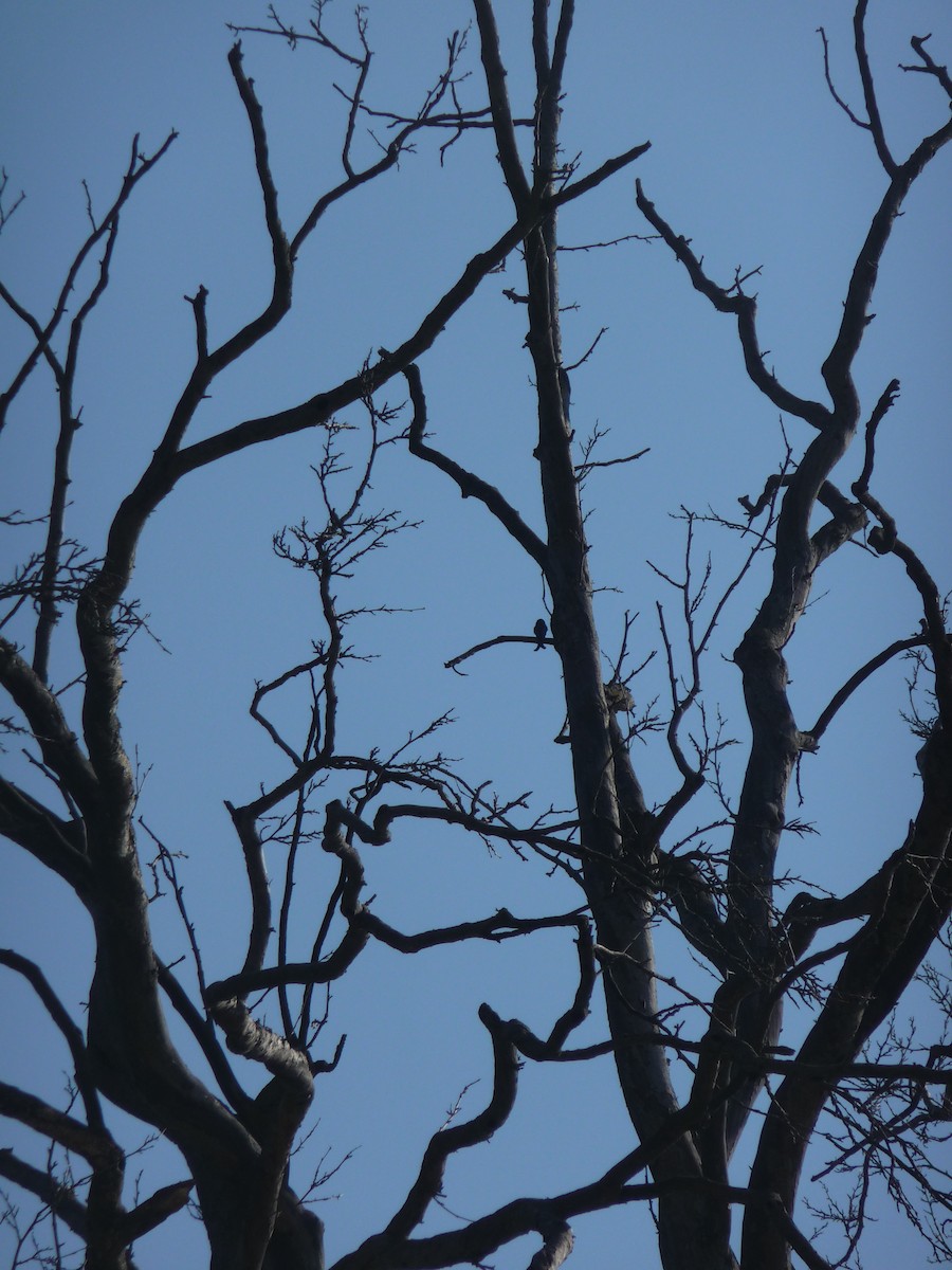 Ashy Drongo - ML645116806