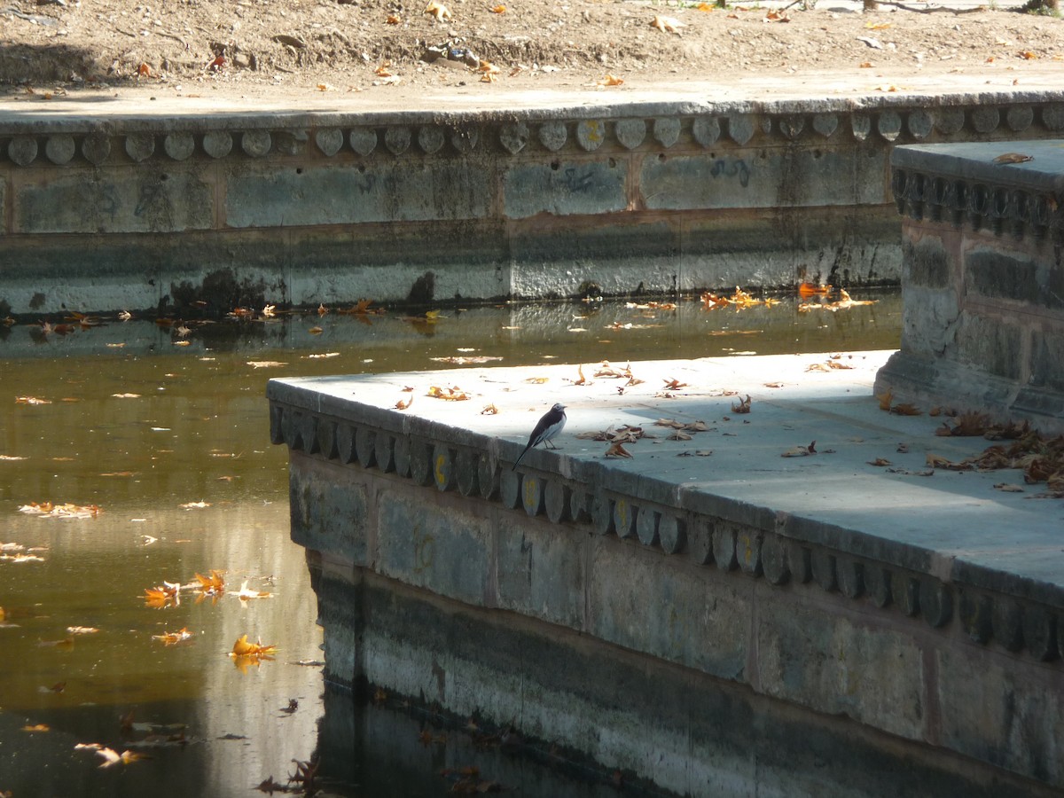 Lavandera Blanca - ML645116814