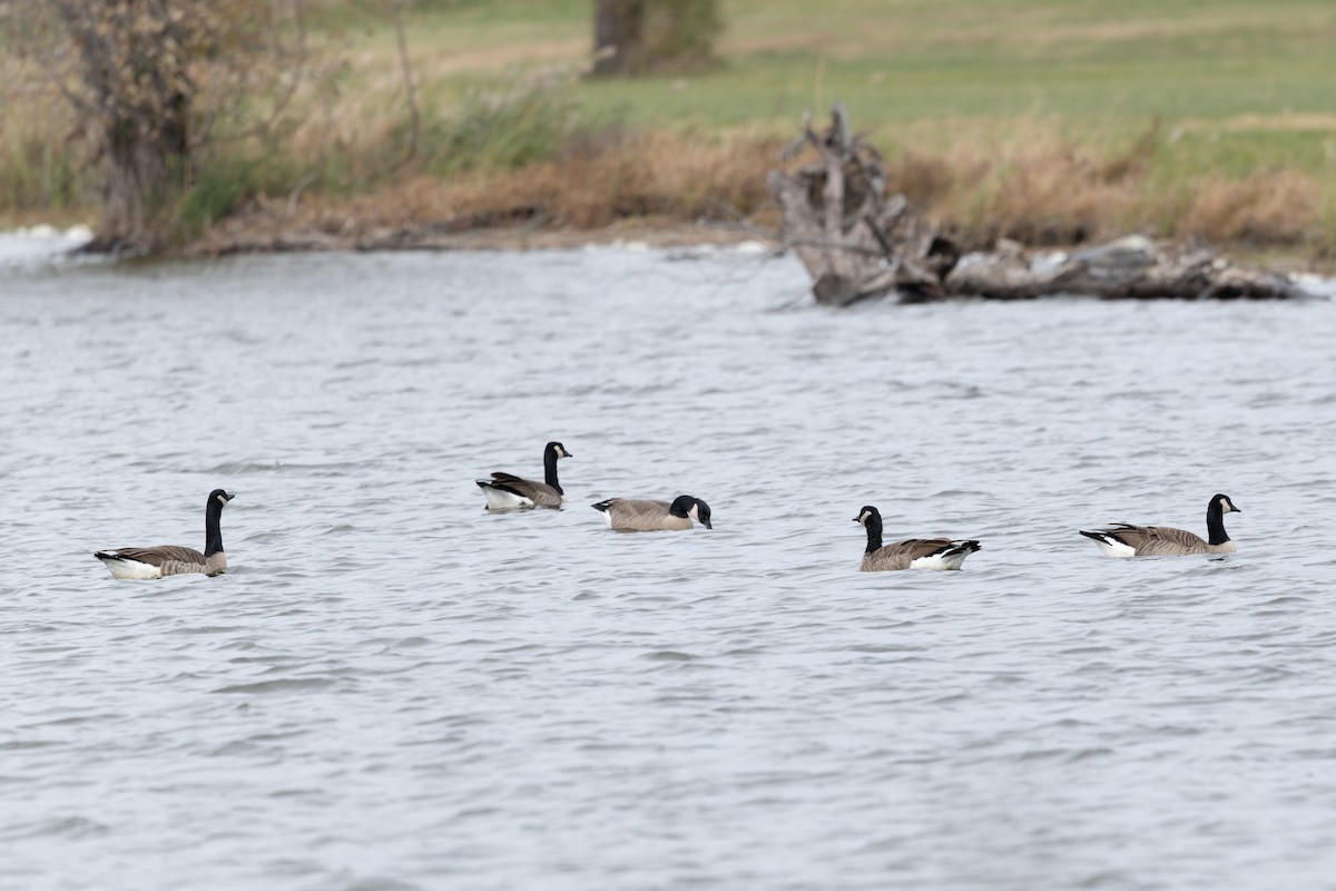 berneška velká - ML645116837