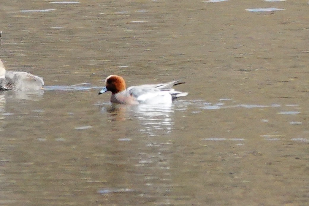 Eurasian Wigeon - ML645116839