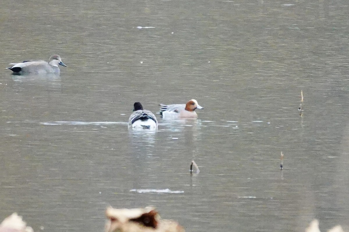 Eurasian Wigeon - ML645116840