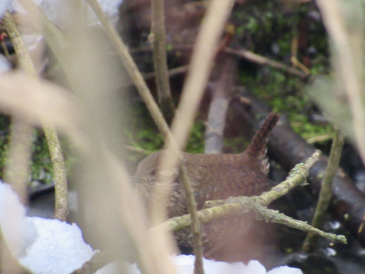 střízlík kanadský - ML645116844