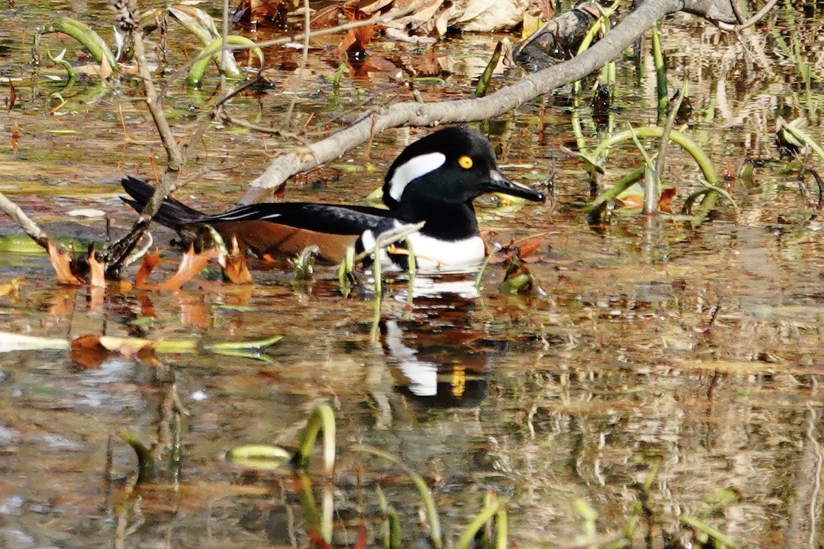 Hooded Merganser - ML645116862