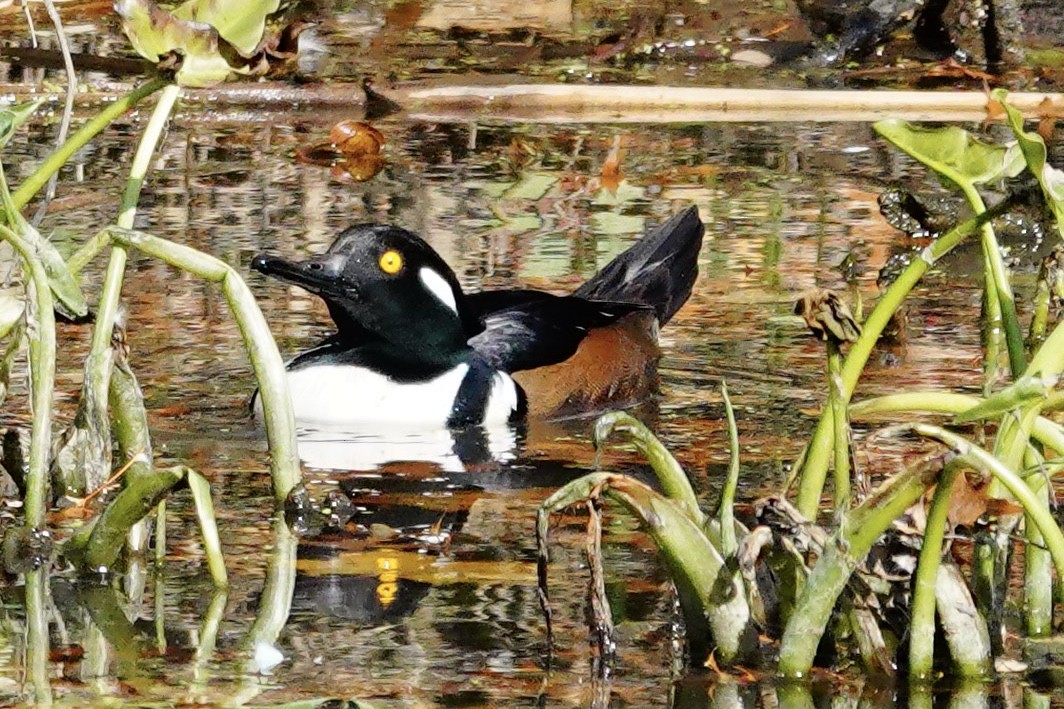 Hooded Merganser - ML645116863