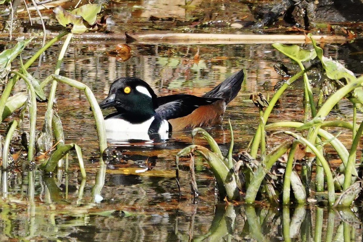 Hooded Merganser - ML645116865