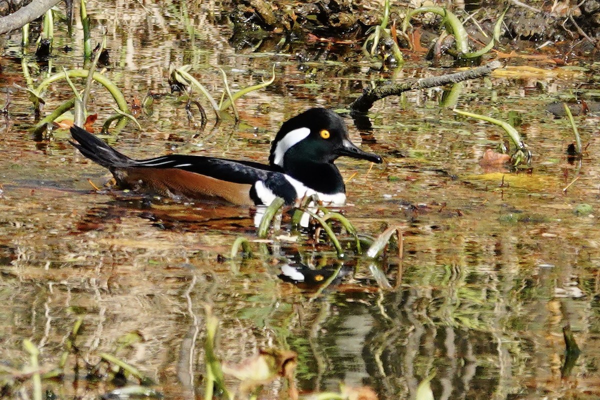 Hooded Merganser - ML645116867