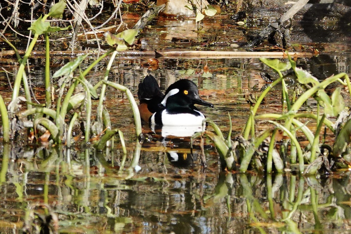 Hooded Merganser - ML645116868