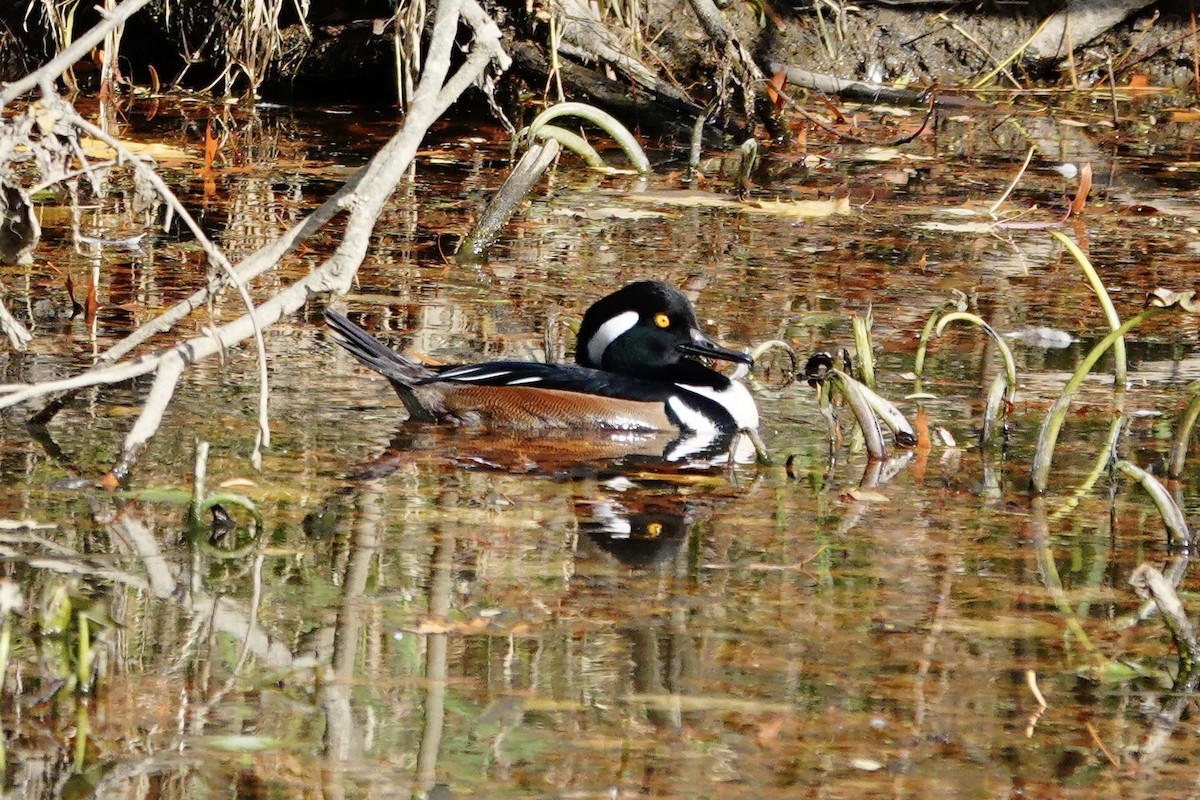 Hooded Merganser - ML645116869