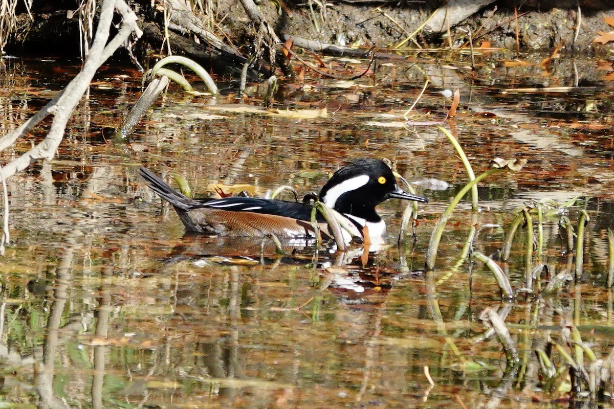 Hooded Merganser - ML645116870