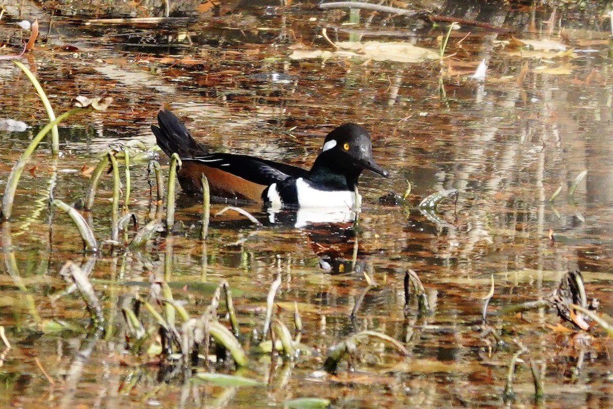 Hooded Merganser - ML645116871