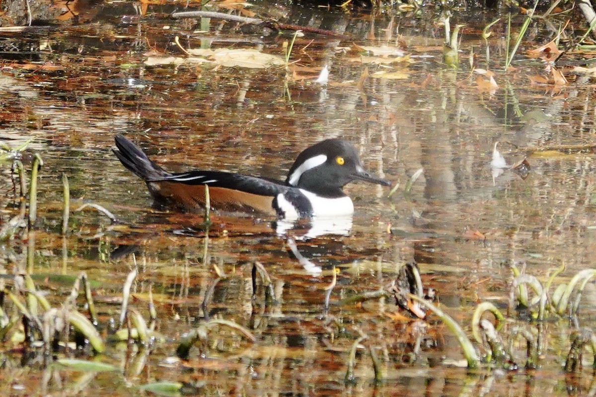 Hooded Merganser - ML645116872