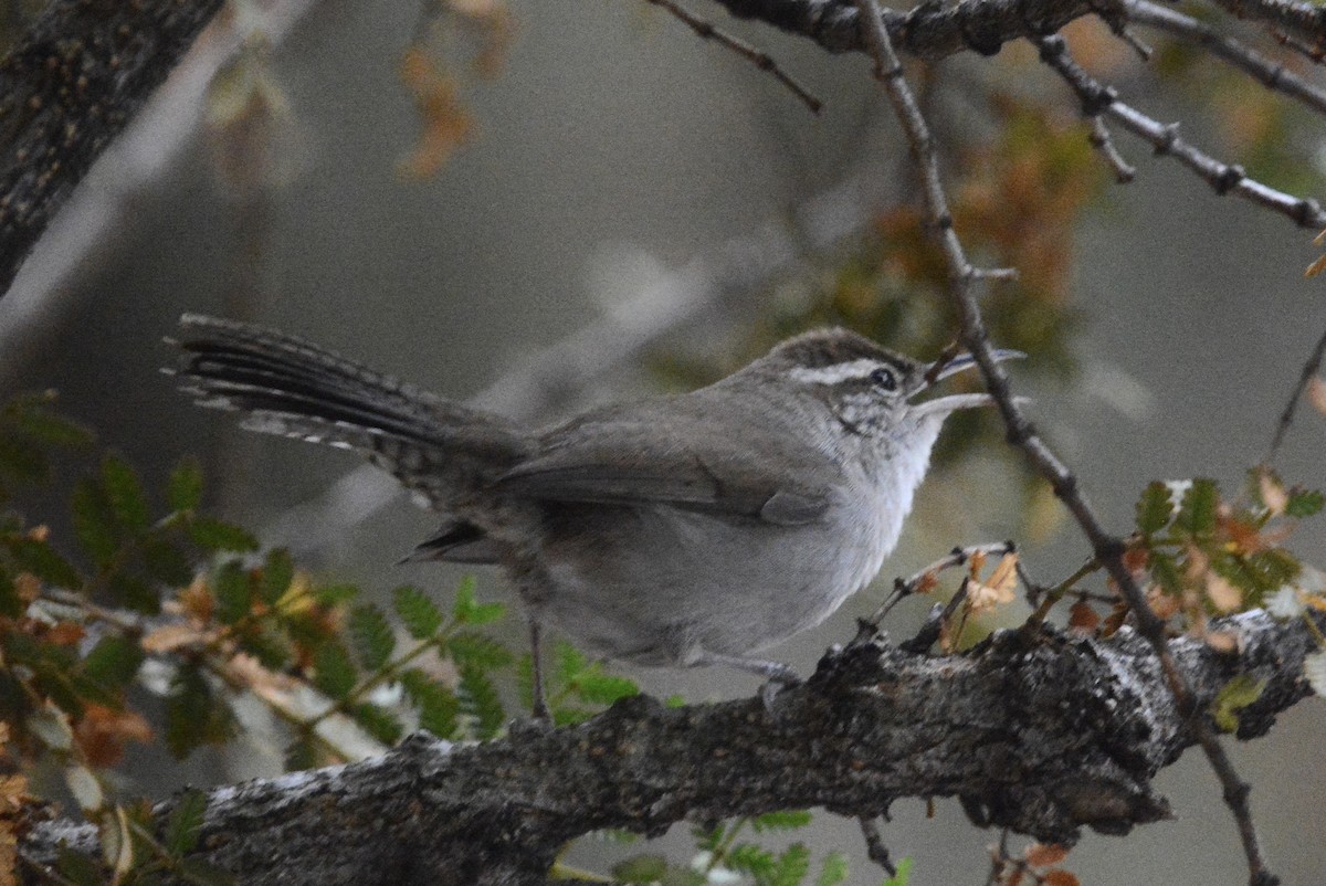 Bewick's Wren - ML645116873