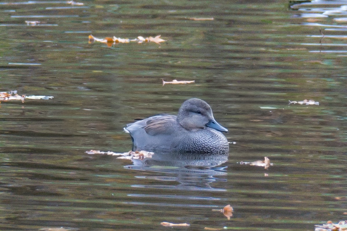 Ipar-ahatea - ML645116892