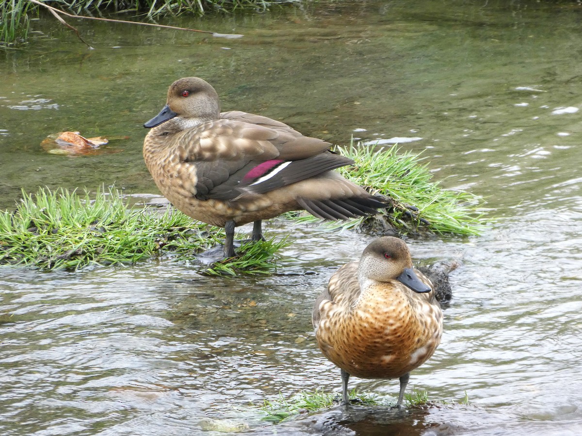 Crested Duck - ML645116894